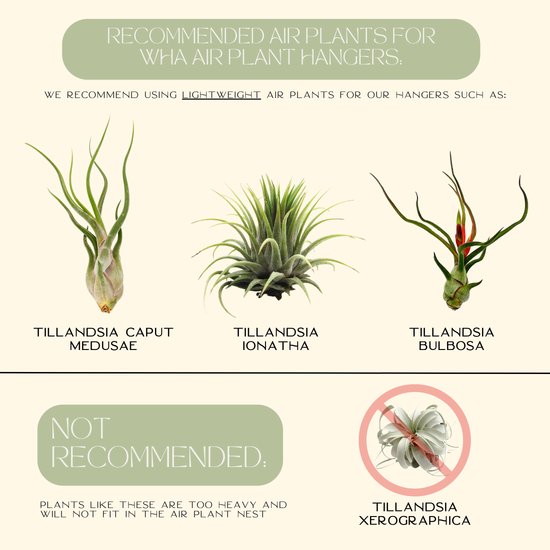 Triple Entendre Air Plant Hanger