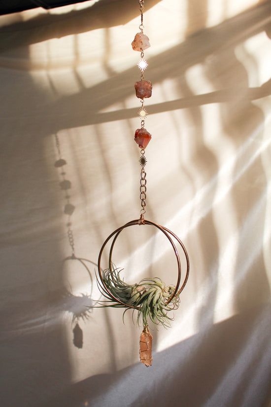 Sunny Daze Air Plant Hanger